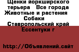 Щенки йоркширского терьера - Все города Животные и растения » Собаки   . Ставропольский край,Ессентуки г.